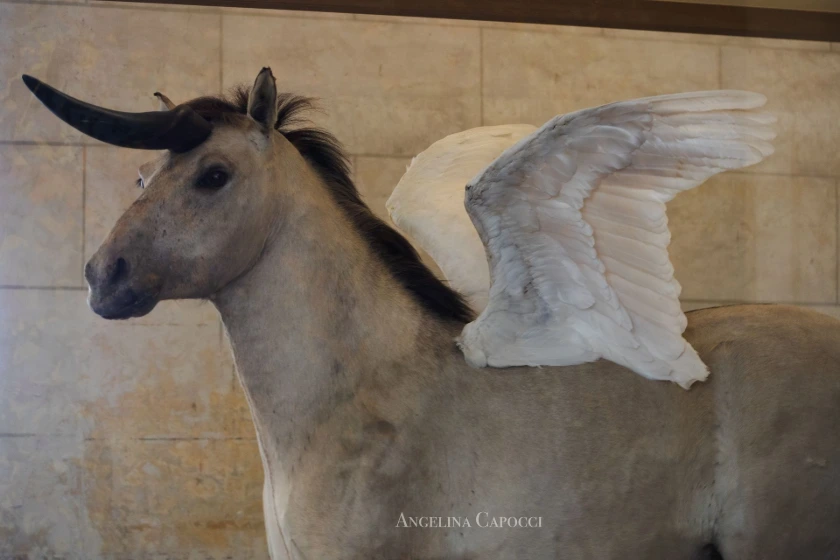licorne